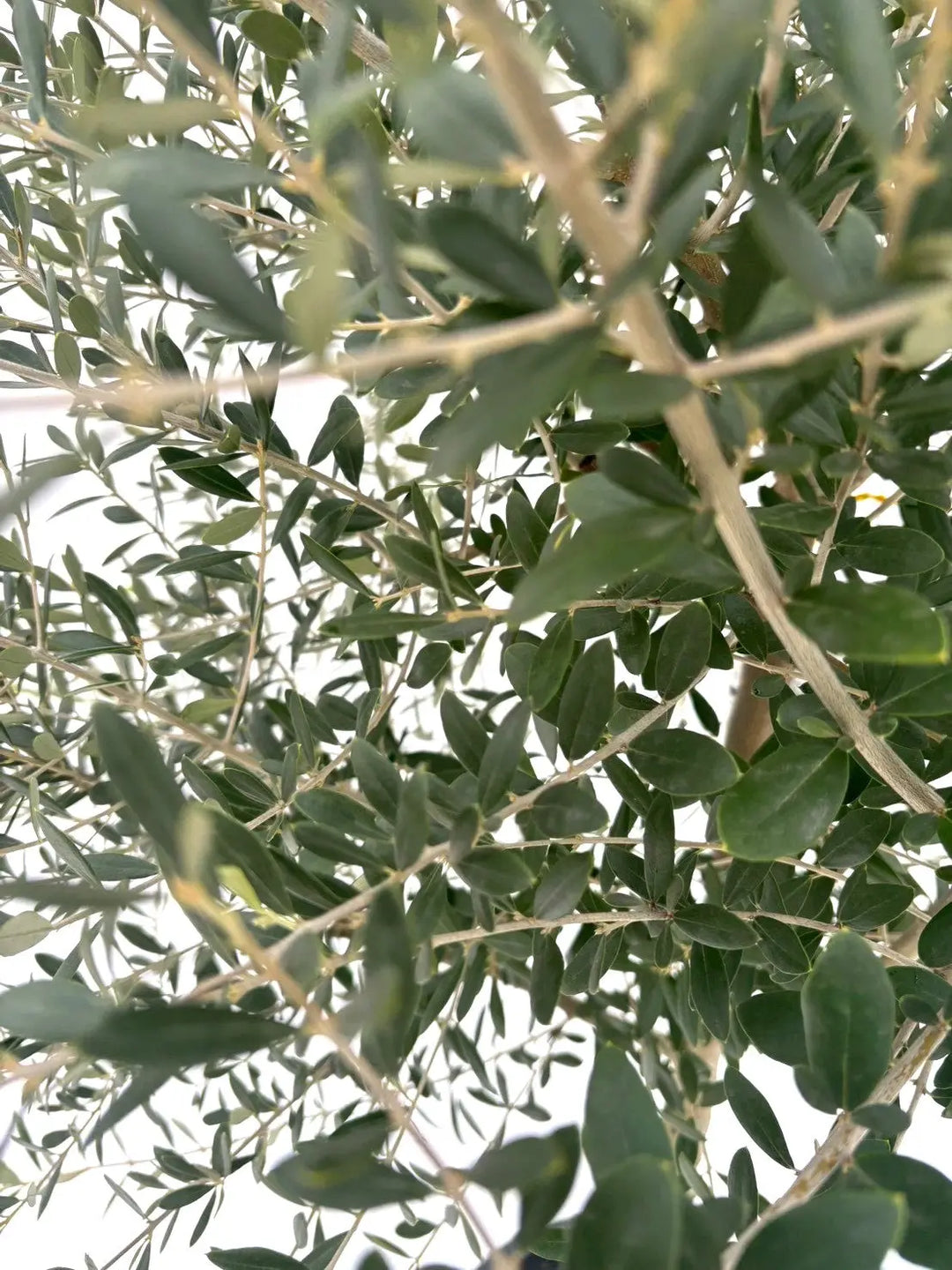 NEWネバディロブランコ（オリーブの木）｜Lサイズ｜NO.10868｜約190cm