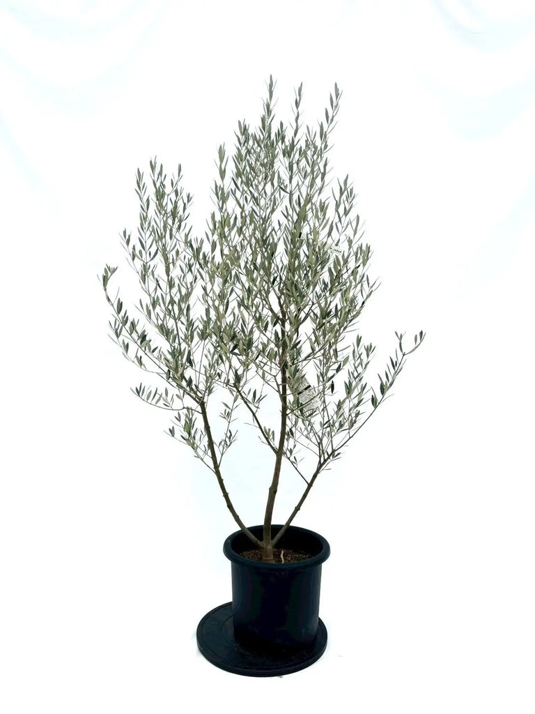 オリーブの木 ピクアル 8号 約125cm NO.866 人気品種 現品掲載 NEW