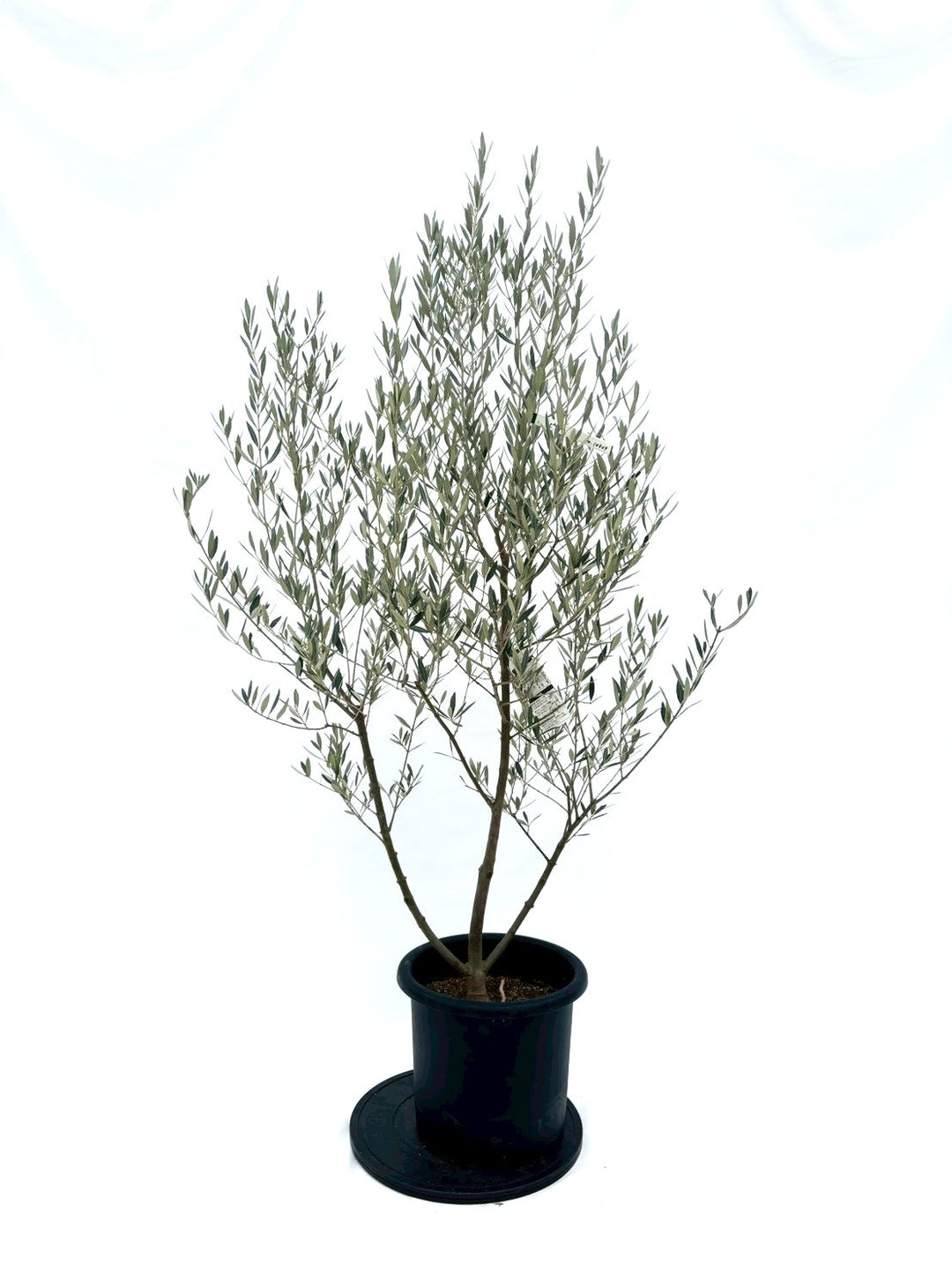 NEWピクアル（オリーブの木）｜Lサイズ｜No.10869｜約170cm｜人気・銀