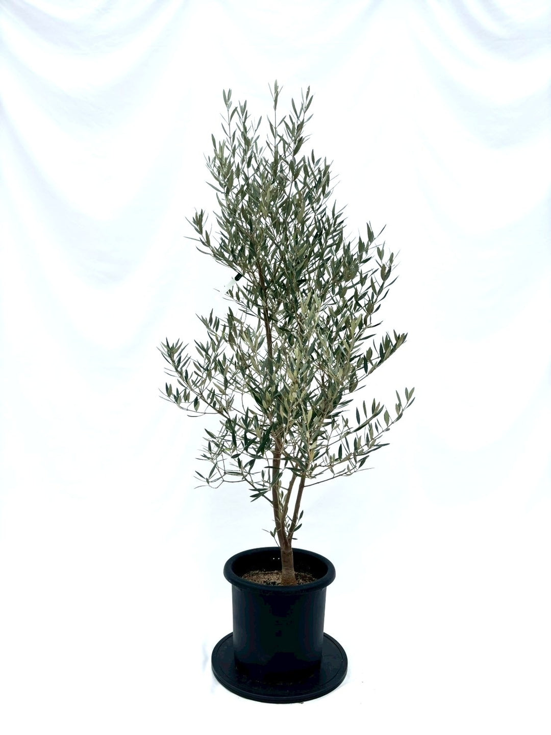 オリーブ　盆栽　古木　大株❗造り込み樹形❗ オリーブ 盆栽 古木 大株❗造り込み樹形❗