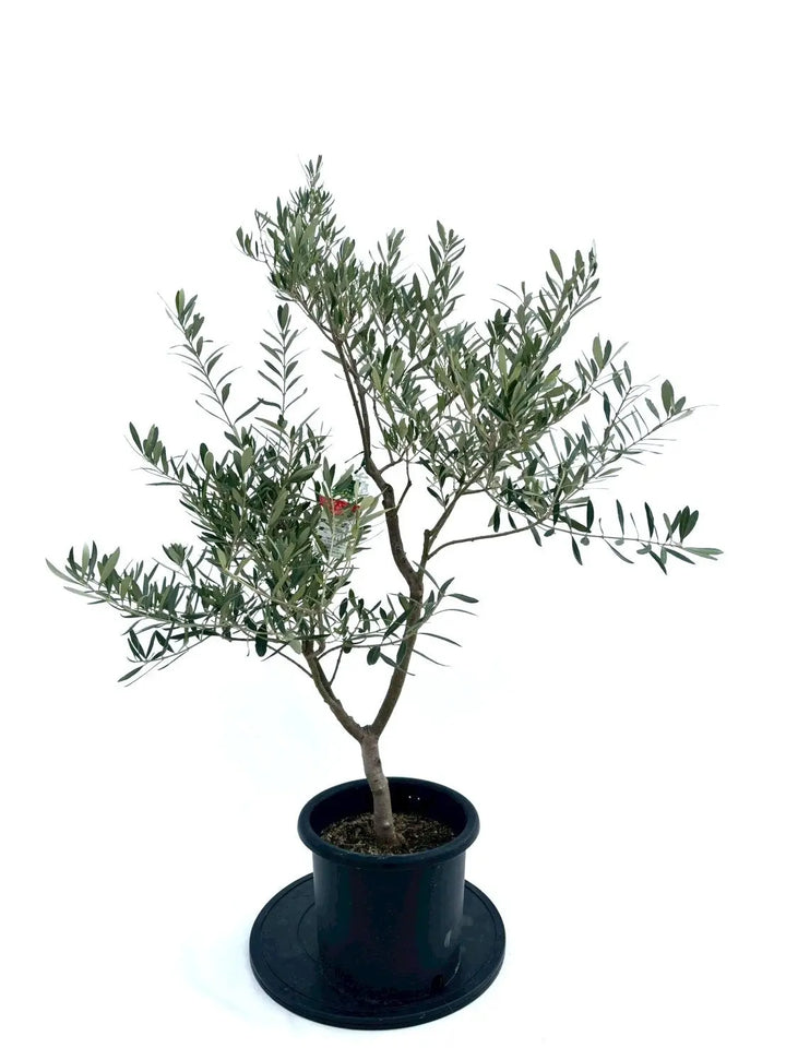 NEWシプレシーノ（オリーブの木）｜Mサイズ｜NO.10872｜約120cm｜人気