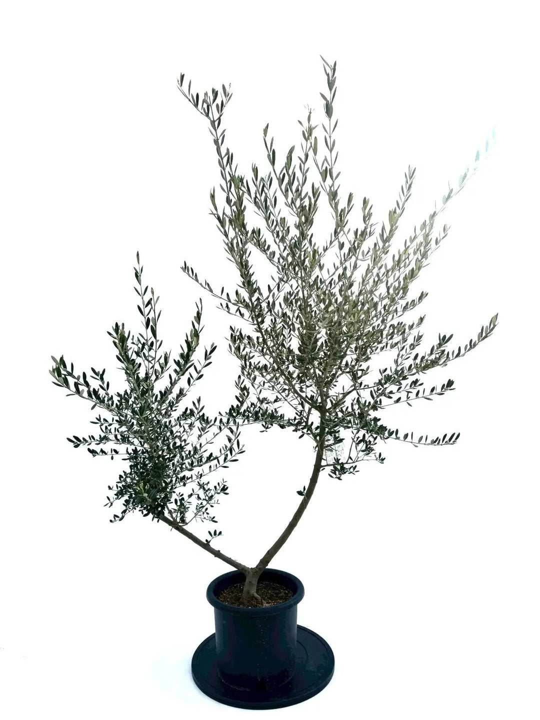 NEWマンザニロ（オリーブの木）｜Mサイズ｜NO.10874｜約155cm｜ 人気