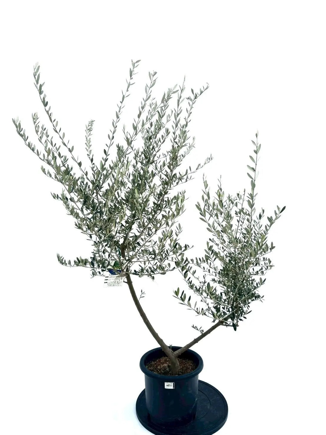 NEWマンザニロ（オリーブの木）｜Mサイズ｜NO.10874｜約155cm｜ 人気