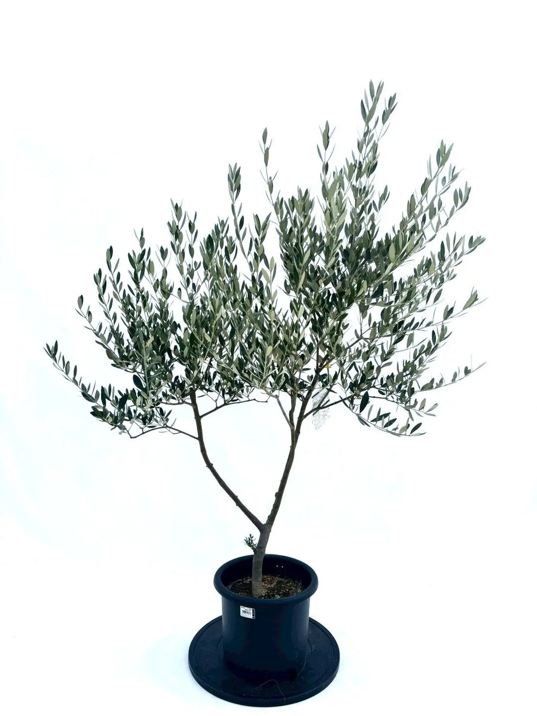 NEWミッション（オリーブの木）｜Mサイズ｜NO.10875｜約145cm｜人気