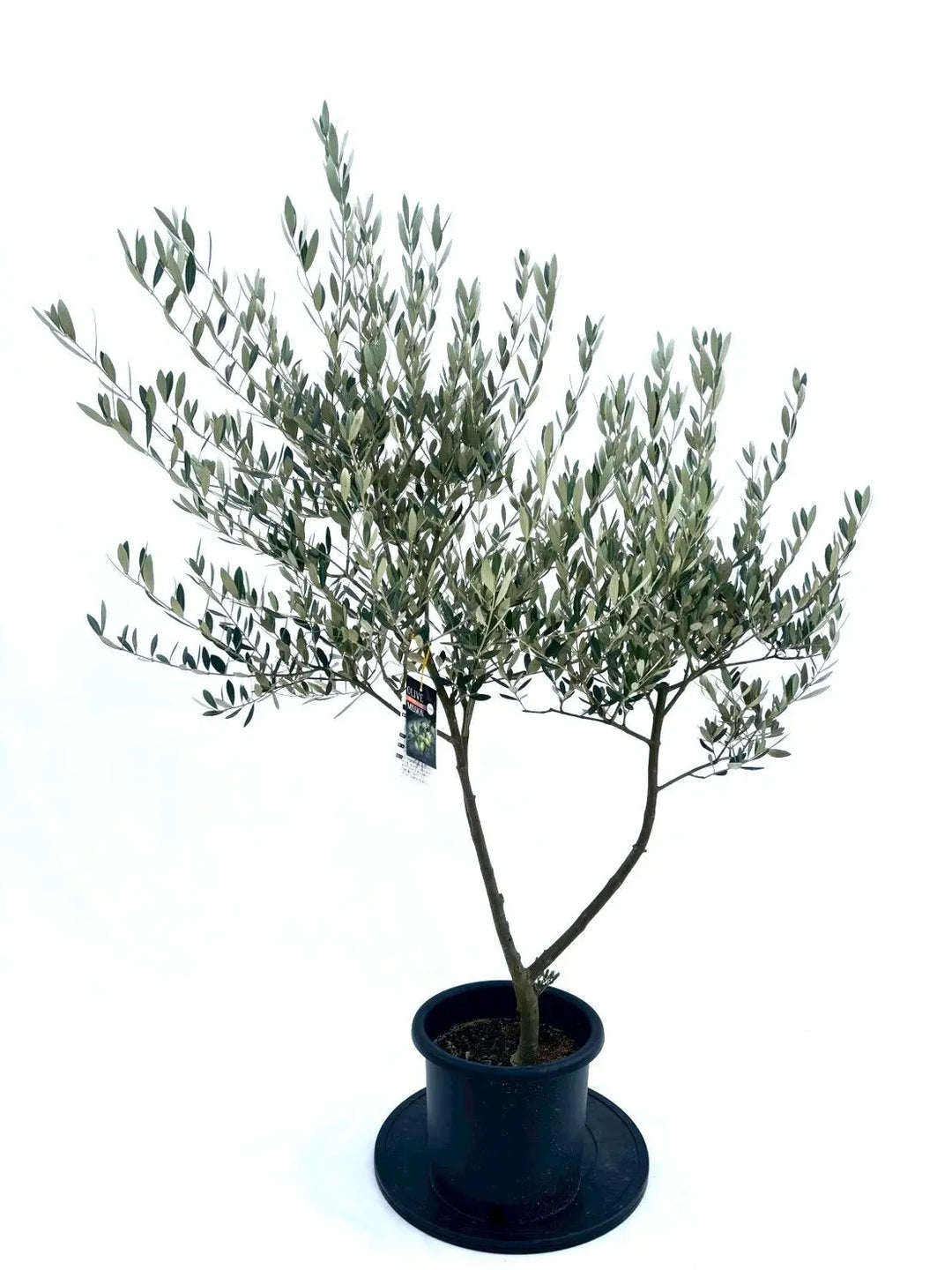 NEWミッション（オリーブの木）｜Mサイズ｜NO.10875｜約145cm｜人気