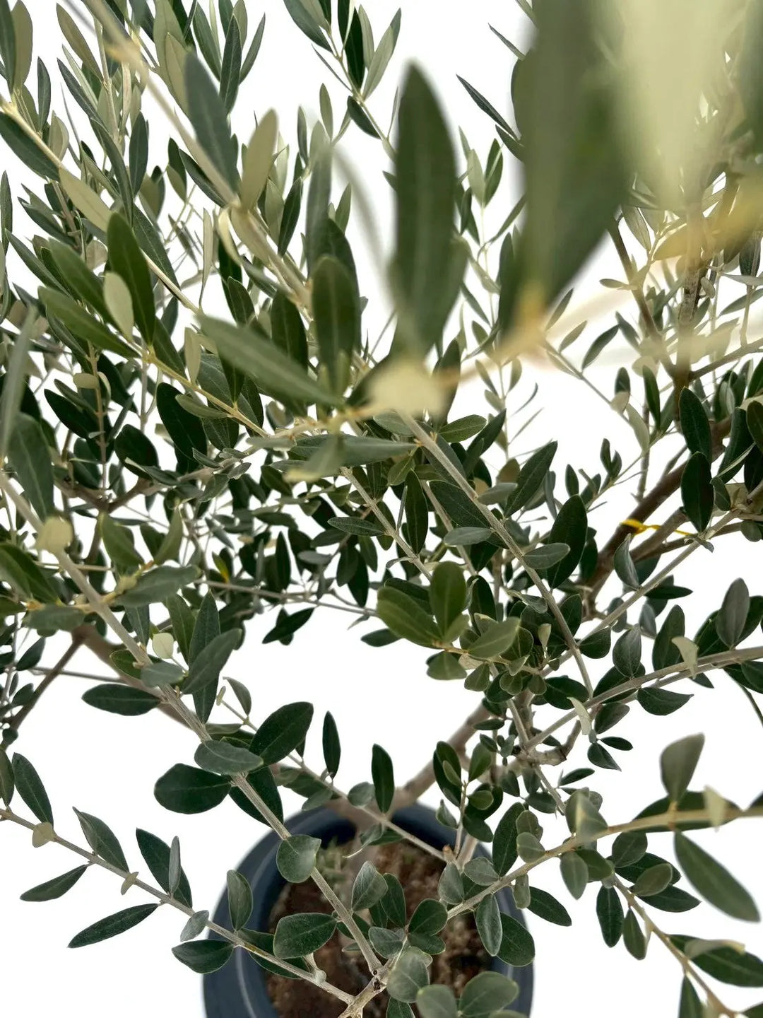 NEWミッション（オリーブの木）｜Mサイズ｜NO.10875｜約145cm｜人気