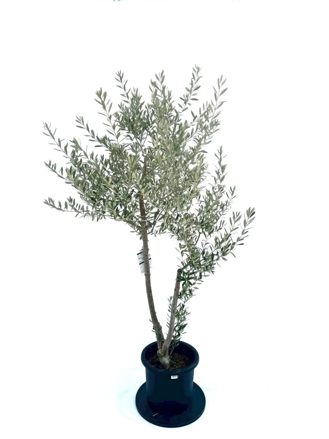 NEWシプレシーノ（オリーブの木）｜Lサイズ｜NO.10877｜約185cm｜人気