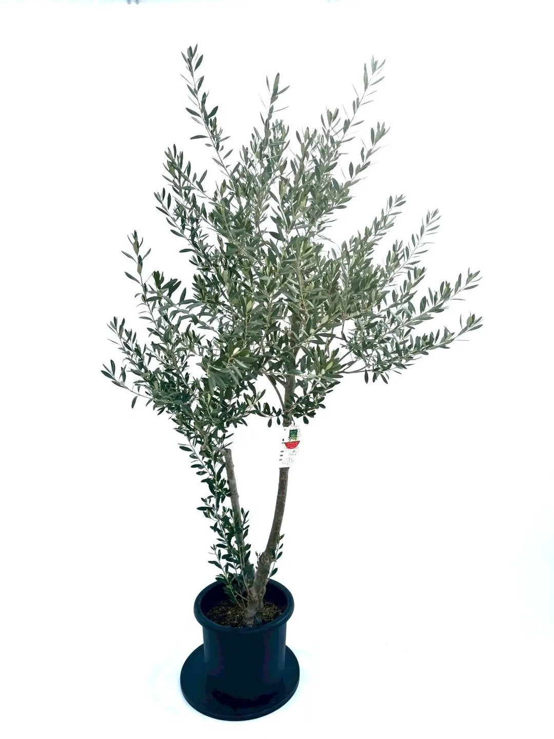 NEWシプレシーノ（オリーブの木）｜Lサイズ｜NO.10877｜約185cm｜人気