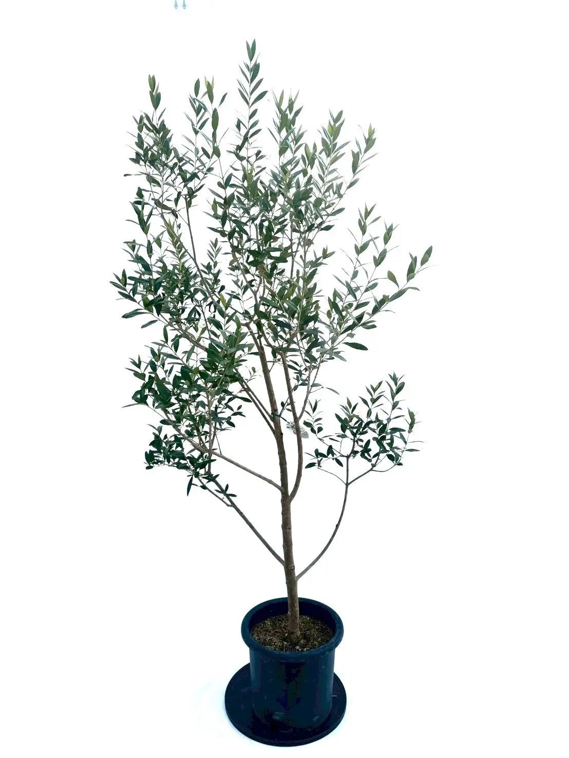 NEWひなかぜ（オリーブの木）｜Lサイズ｜NO.10878｜約195cm｜初心者