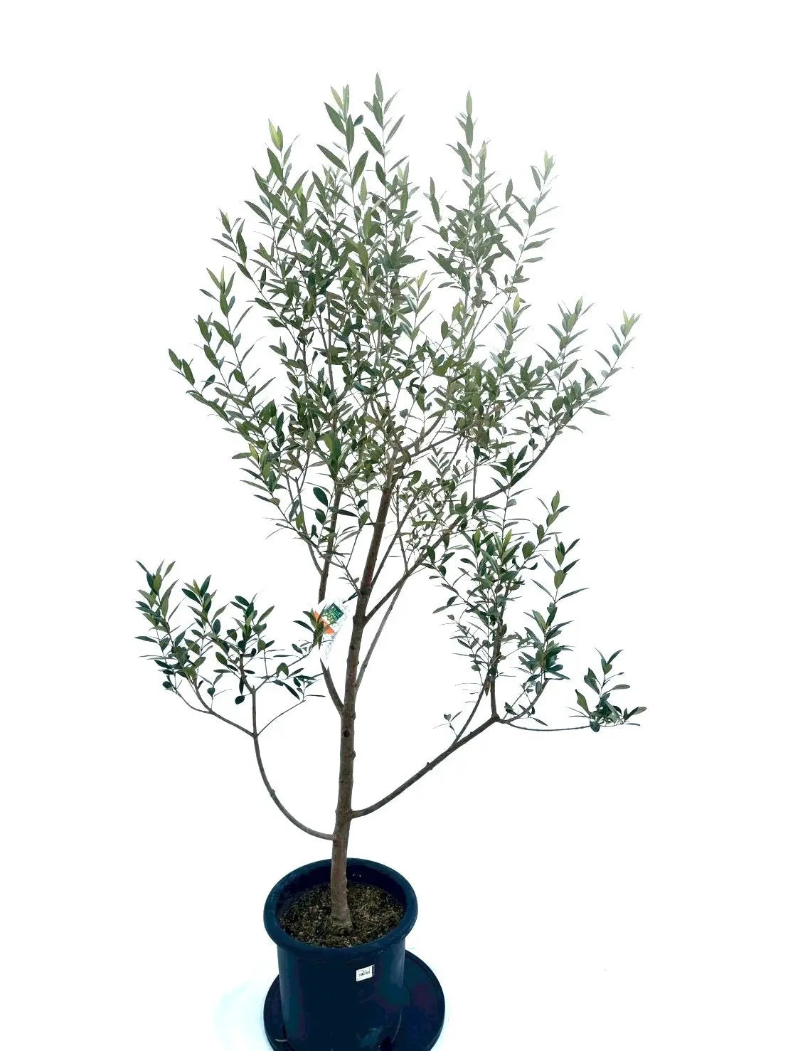 NEWひなかぜ（オリーブの木）｜Lサイズ｜NO.10878｜約195cm｜初心者