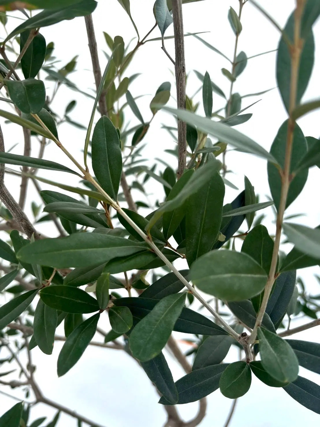 NEWひなかぜ（オリーブの木）｜Lサイズ｜NO.10878｜約195cm｜初心者