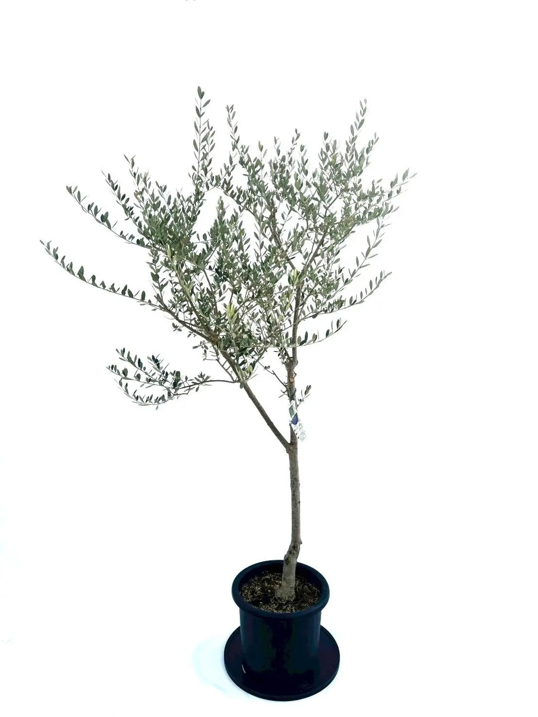 NEWマンザニロ（オリーブの木）｜Lサイズ｜約180cm｜NO.10880｜ 人気