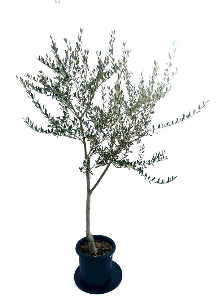 NEWマンザニロ（オリーブの木）｜Lサイズ｜約180cm｜NO.10880｜ 人気