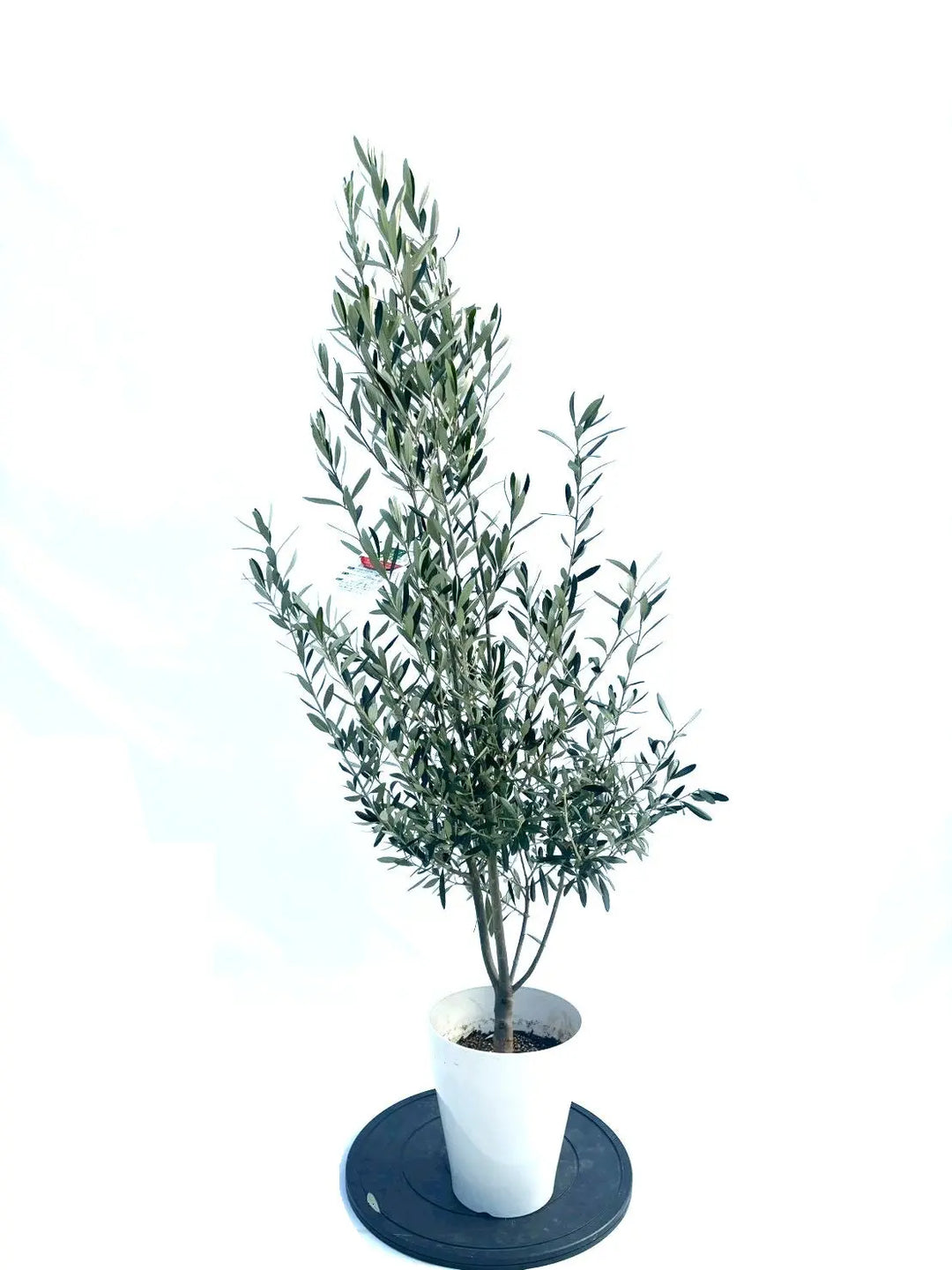 オリーブの木（全商品）｜写真の木をそのままお届け［現品販売］｜鶴亀