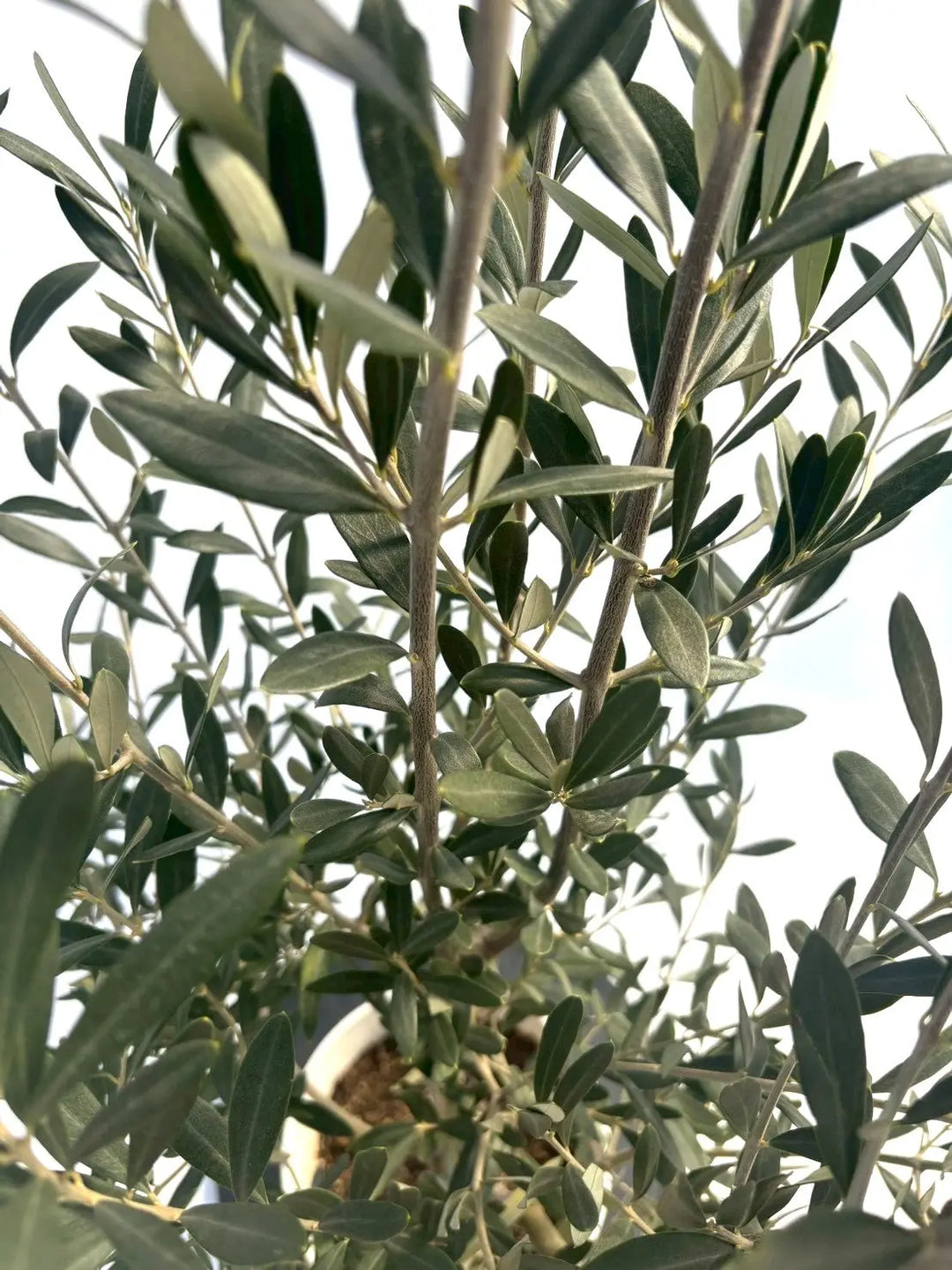 NEWシプレシーノ（オリーブの木）｜Sサイズ｜NO.10881｜約135cm｜人気