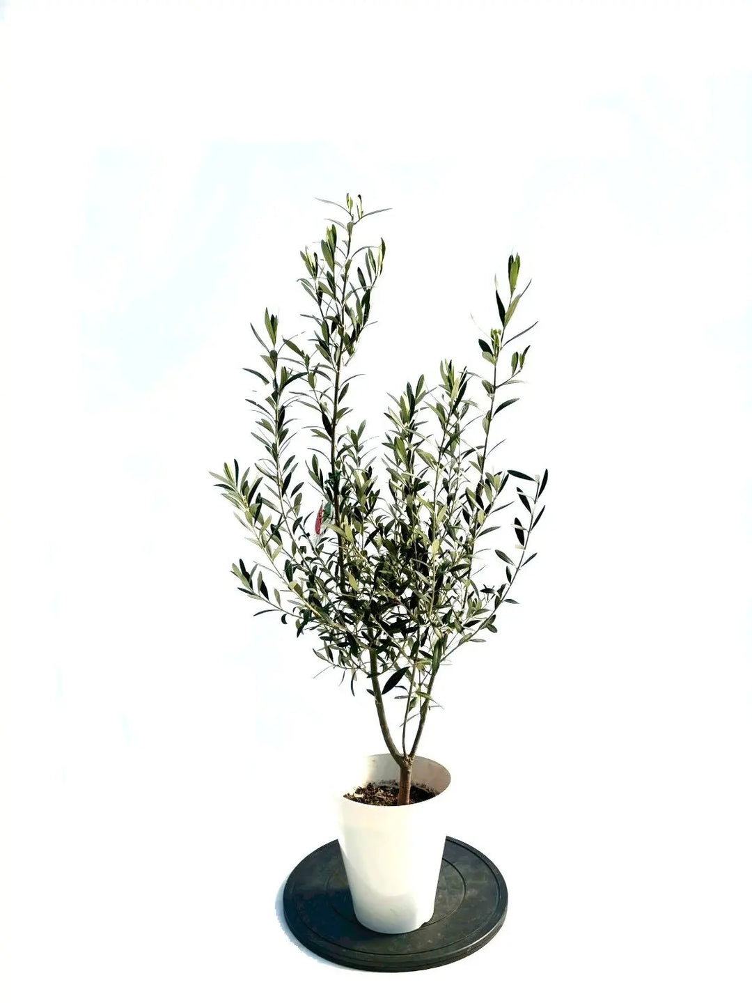 NEWシプレシーノ（オリーブの木）｜Sサイズ｜NO.10883｜約120cm｜人気