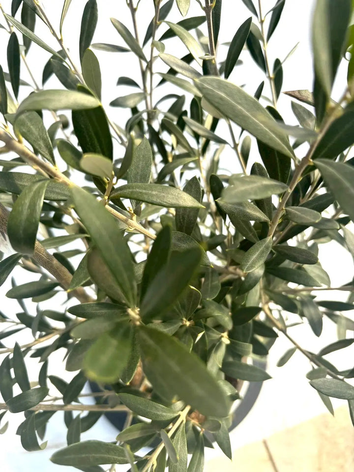 NEWシプレシーノ（オリーブの木）｜Sサイズ｜NO.10883｜約120cm｜人気