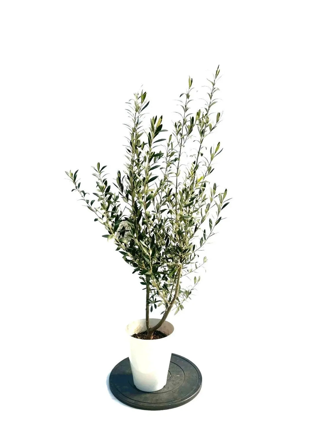 オリーブの木（全商品）｜写真の木をそのままお届け［現品販売］｜鶴亀