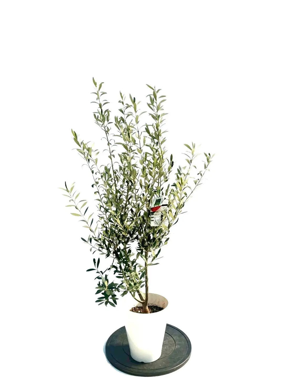 オリーブの木（全商品）｜写真の木をそのままお届け［現品販売］｜鶴亀