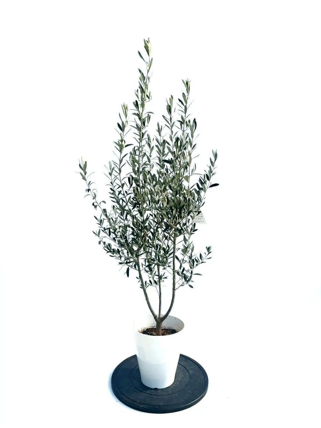 オリーブの木（全商品）｜写真の木をそのままお届け［現品販売］｜鶴亀
