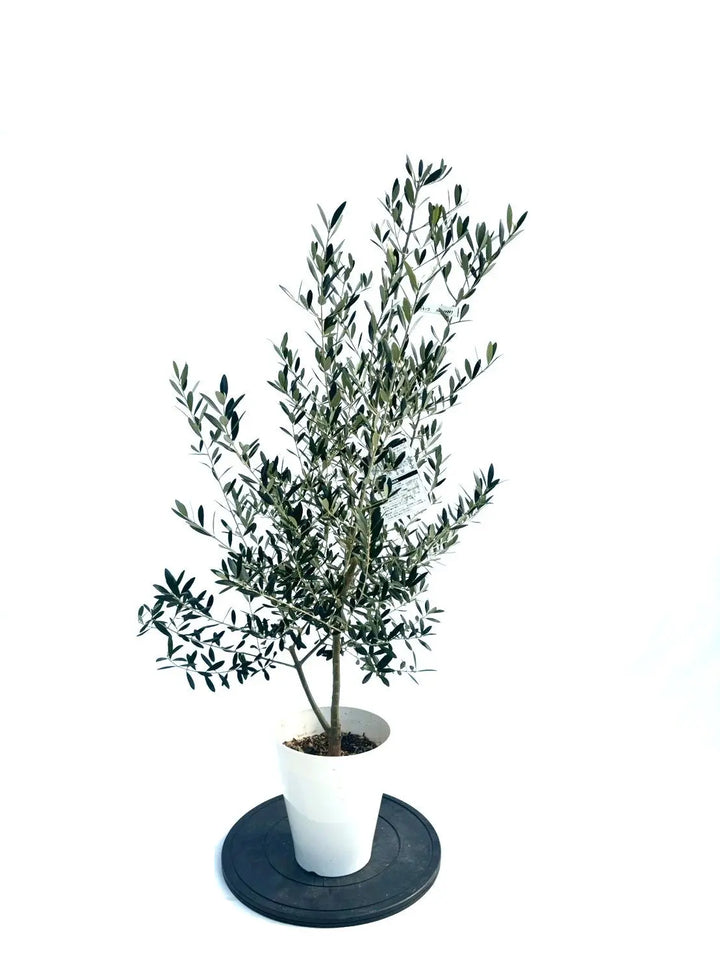 NEWネバディロブランコ（オリーブの木）｜Sサイズ｜NO.10887｜約125cm