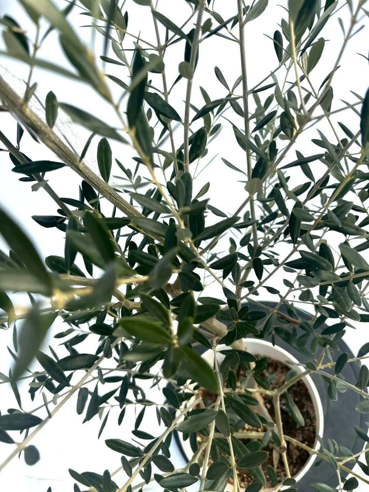 NEWネバディロブランコ（オリーブの木）｜Sサイズ｜NO.10887｜約125cm