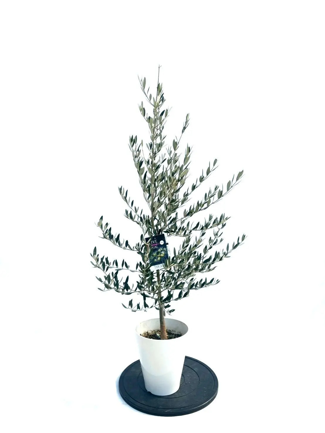 NEWピクアル（オリーブの木）｜Sサイズ｜NO.10894｜約115cm｜人気・銀