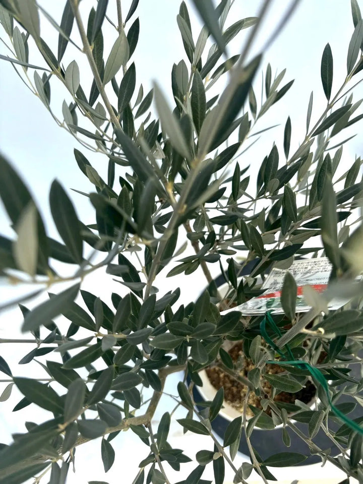 NEWホジブランコ（オリーブの木）｜Sサイズ｜NO.10898｜約105cm｜人気