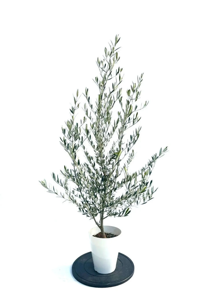 NEWホジブランコ（オリーブの木）｜Sサイズ｜NO.10900｜約150cm｜人気