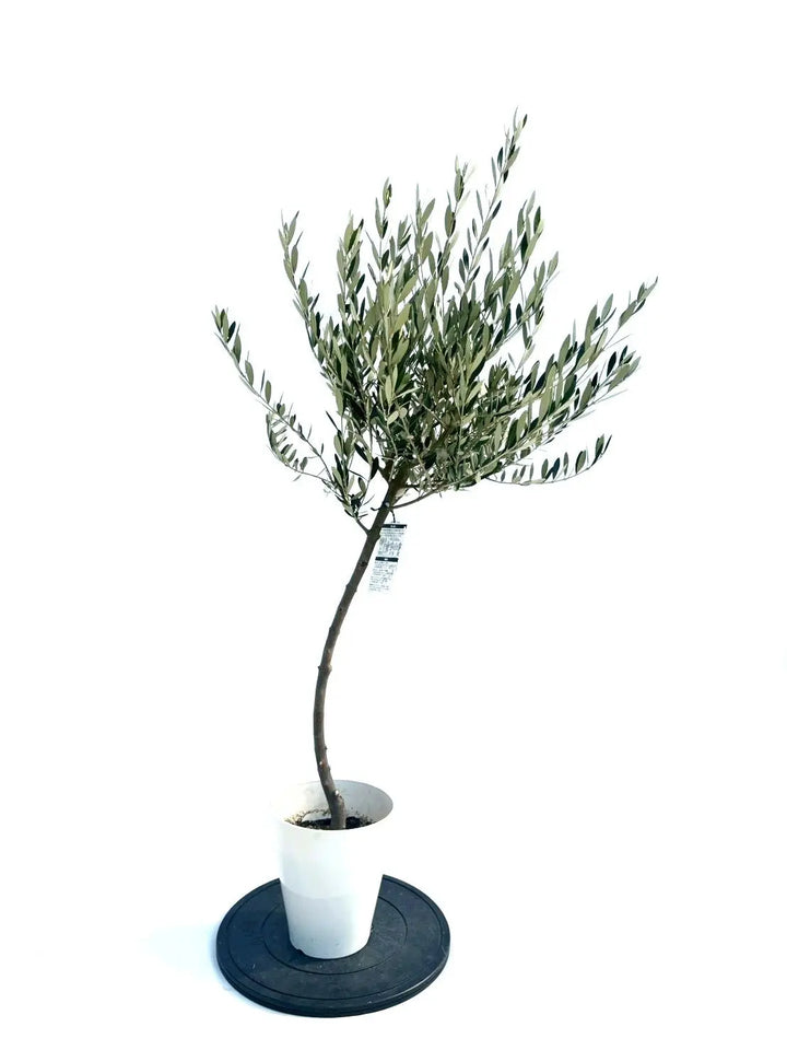 NEWミッション（オリーブの木）｜Sサイズ｜NO.10901｜約145cm｜人気