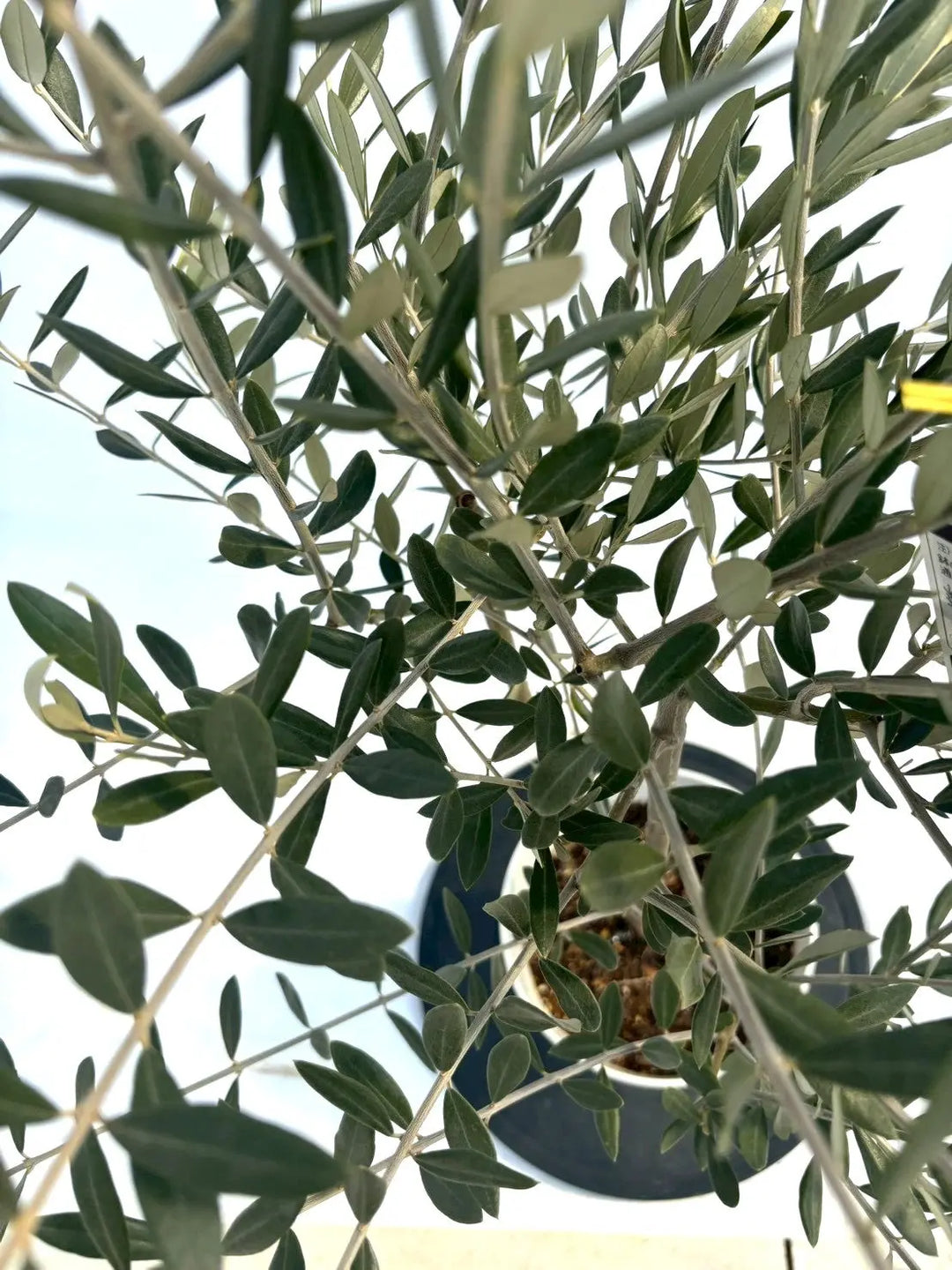 NEWミッション（オリーブの木）｜Sサイズ｜NO.10903｜約130cm｜人気