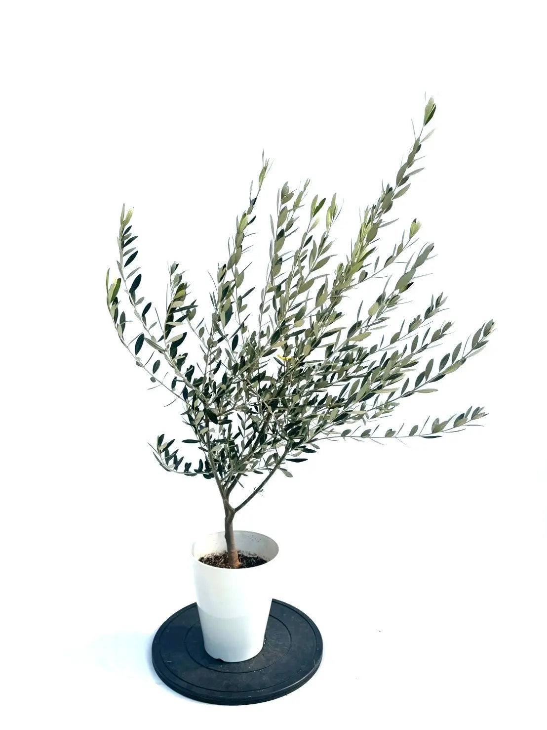 NEWミッション（オリーブの木）｜Sサイズ｜NO.10905｜約125cm｜人気