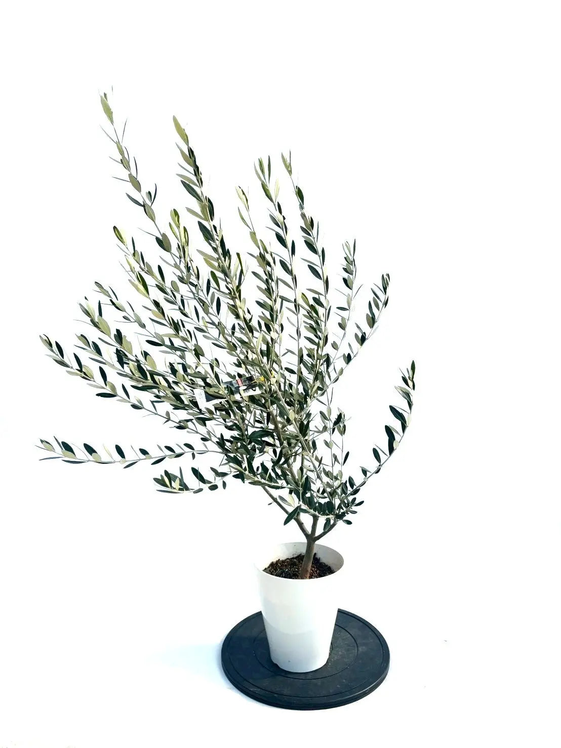 NEWミッション（オリーブの木）｜Sサイズ｜NO.10905｜約125cm｜人気