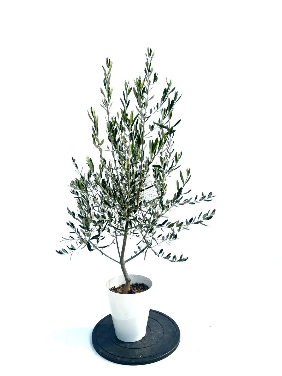 NEWルッカ（オリーブの木）｜Sサイズ｜NO.10906｜約125cm｜人気・寒冷