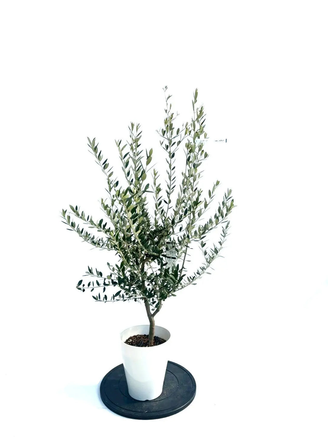 NEWレッチーノ（オリーブの木）｜Sサイズ｜NO.10909｜約120cm｜人気