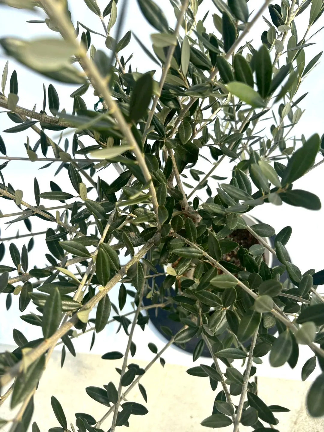 NEWレッチーノ（オリーブの木）｜Sサイズ｜NO.10909｜約120cm｜人気