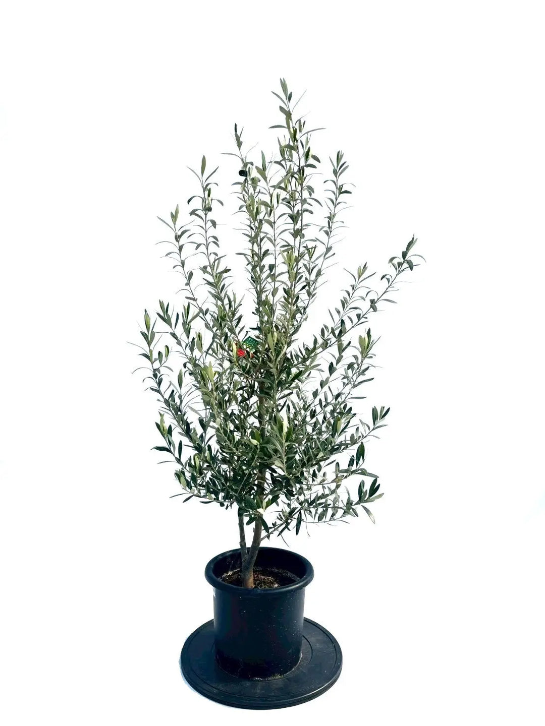 オリーブの木（全商品）｜写真の木をそのままお届け［現品販売］｜鶴亀