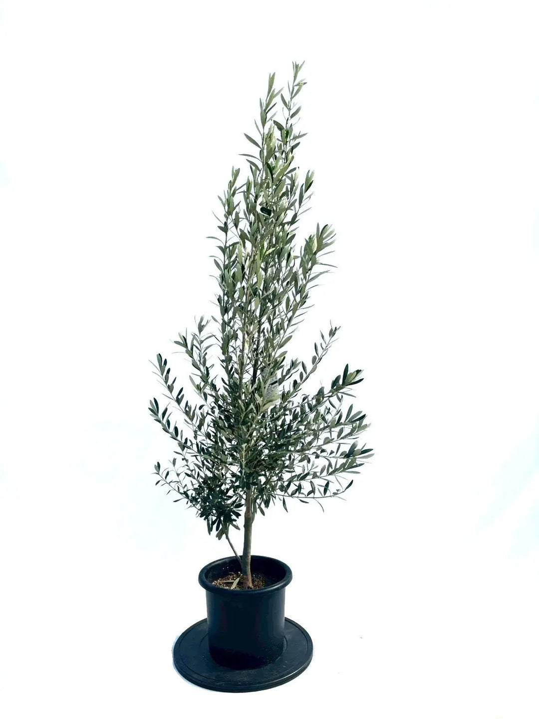 コレクション – 株式会社鶴亀園