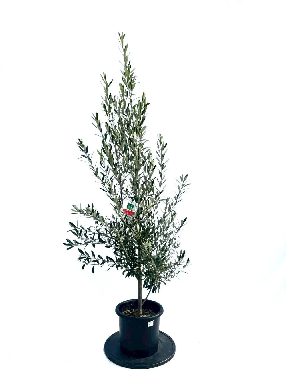 オリーブの木（全商品）｜写真の木をそのままお届け［現品販売］｜鶴亀