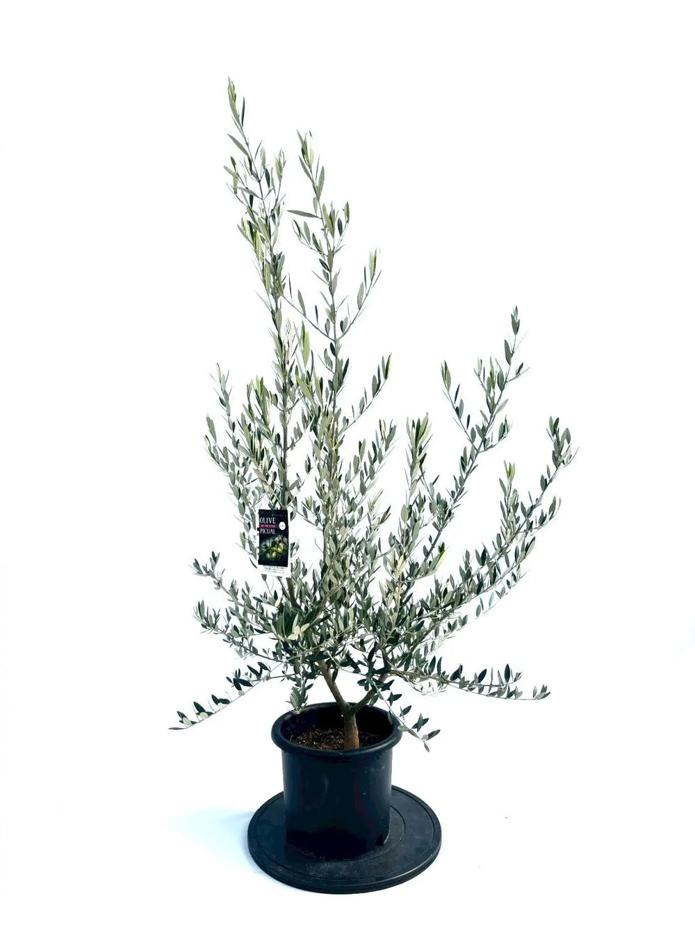 オリーブの木（全商品）｜写真の木をそのままお届け［現品販売］｜鶴亀
