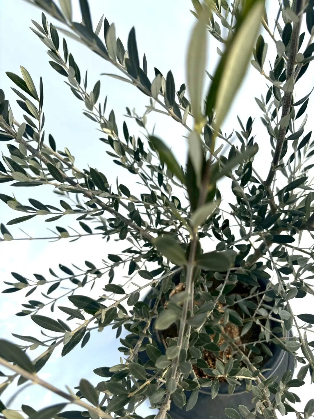 NEWピクアル（オリーブの木）｜Mサイズ｜NO.10914｜約150cm｜人気・銀