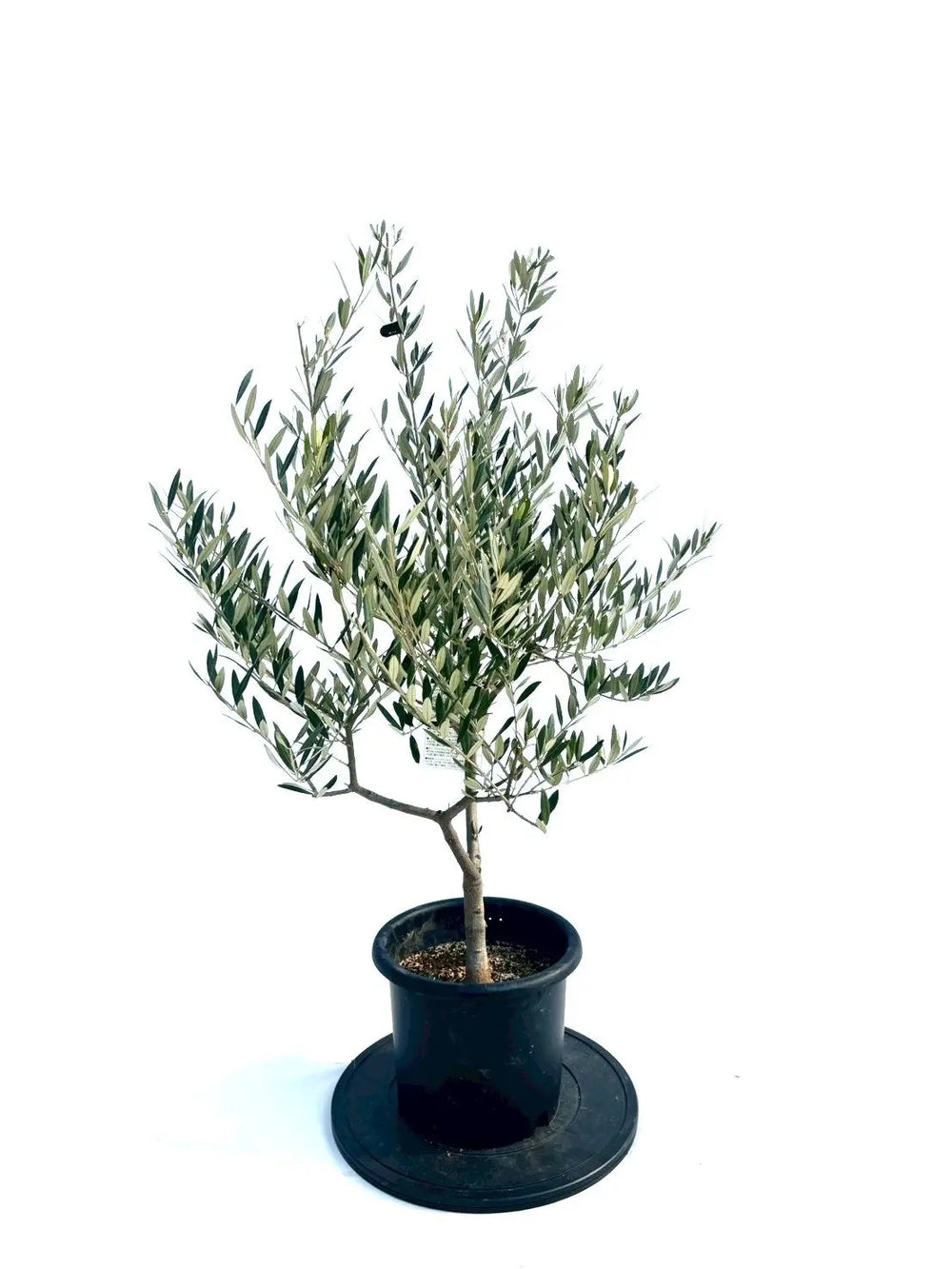 オリーブの木（全商品）｜写真の木をそのままお届け［現品販売］｜鶴亀