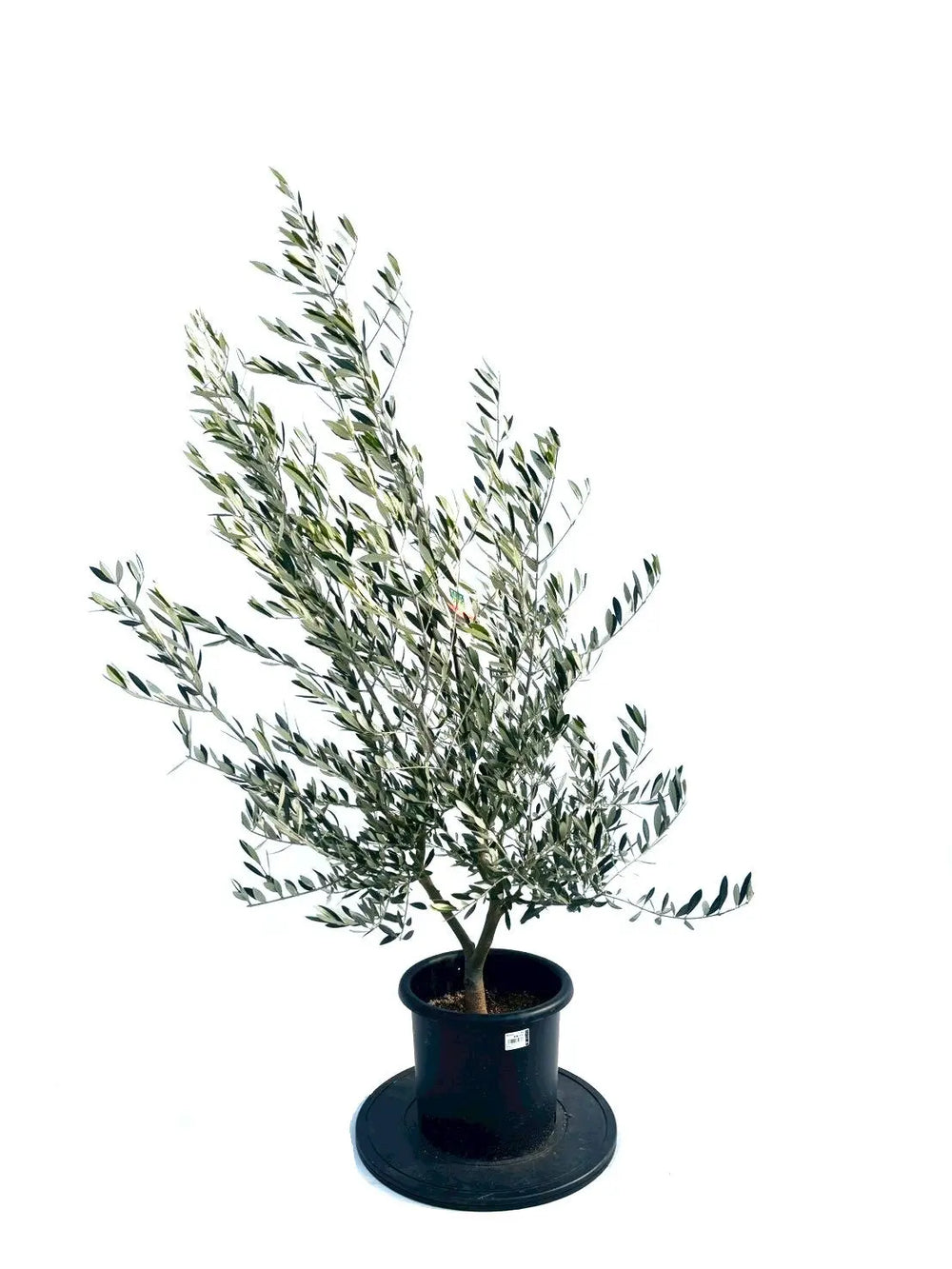 オリーブの木（全商品）｜写真の木をそのままお届け［現品販売］｜鶴亀