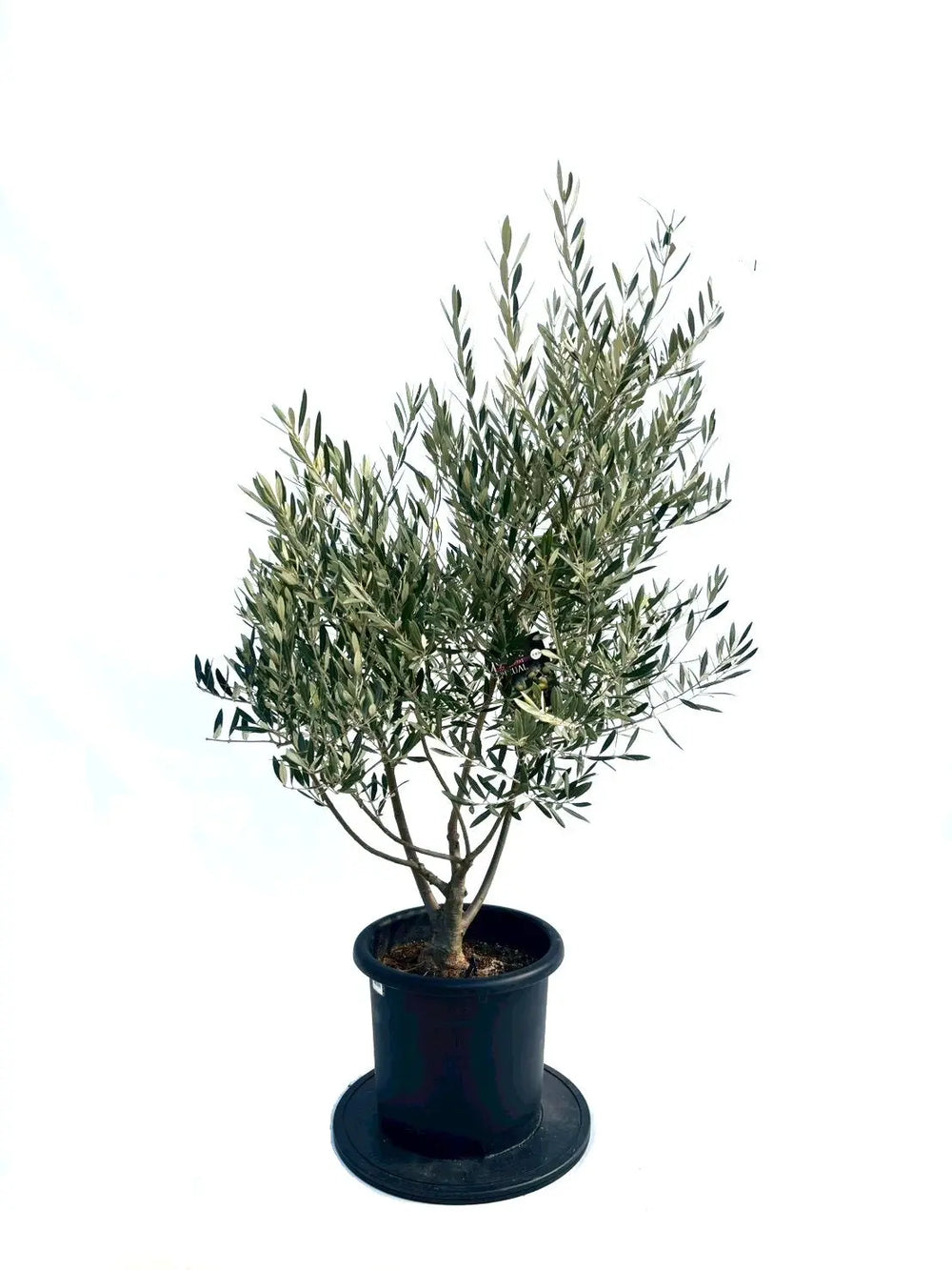 オリーブの木（全商品）｜写真の木をそのままお届け［現品販売］｜鶴亀