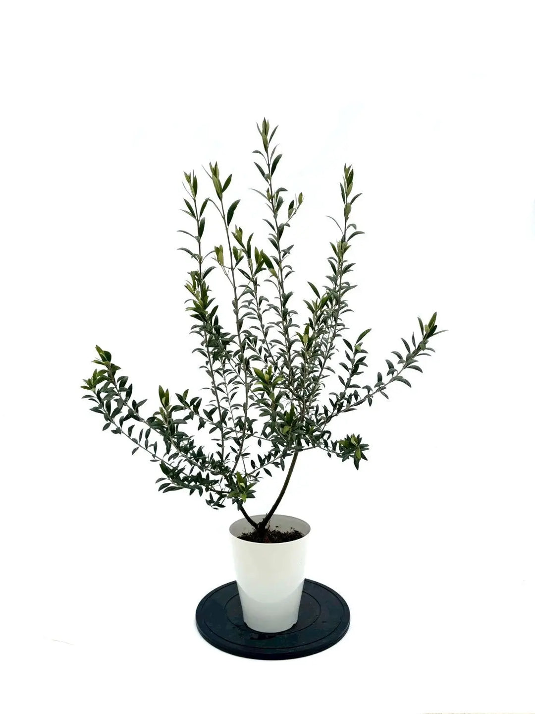 NEWセントキャサリン（オリーブの木）｜Sサイズ｜NO.10926｜約115cm