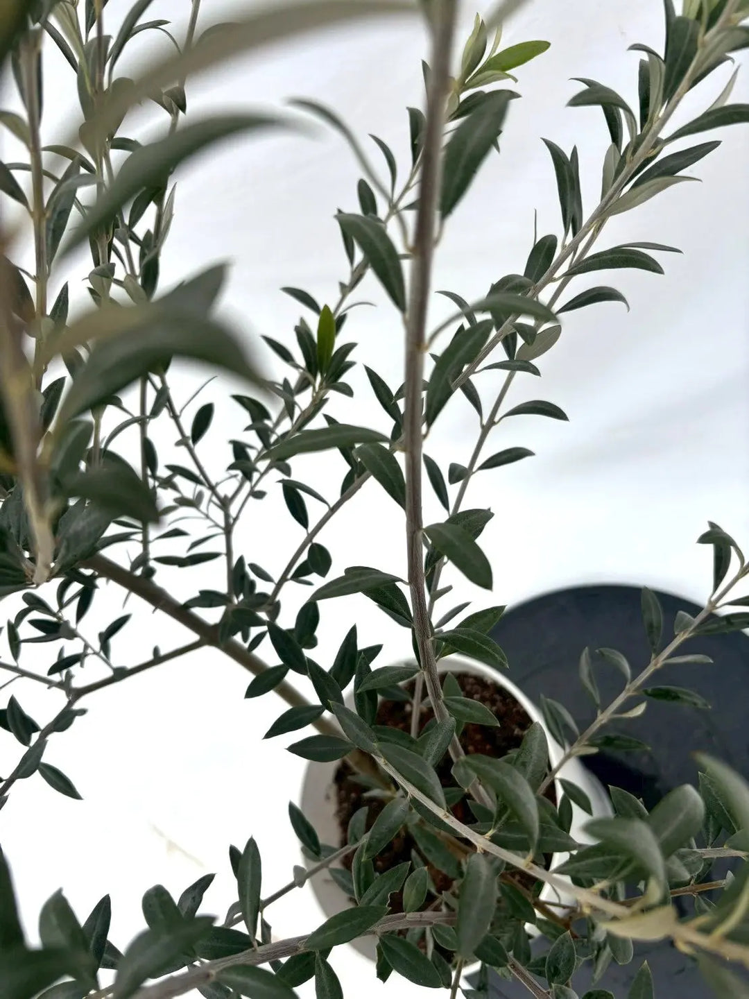 NEWセントキャサリン（オリーブの木）｜Sサイズ｜NO.10926｜約115cm