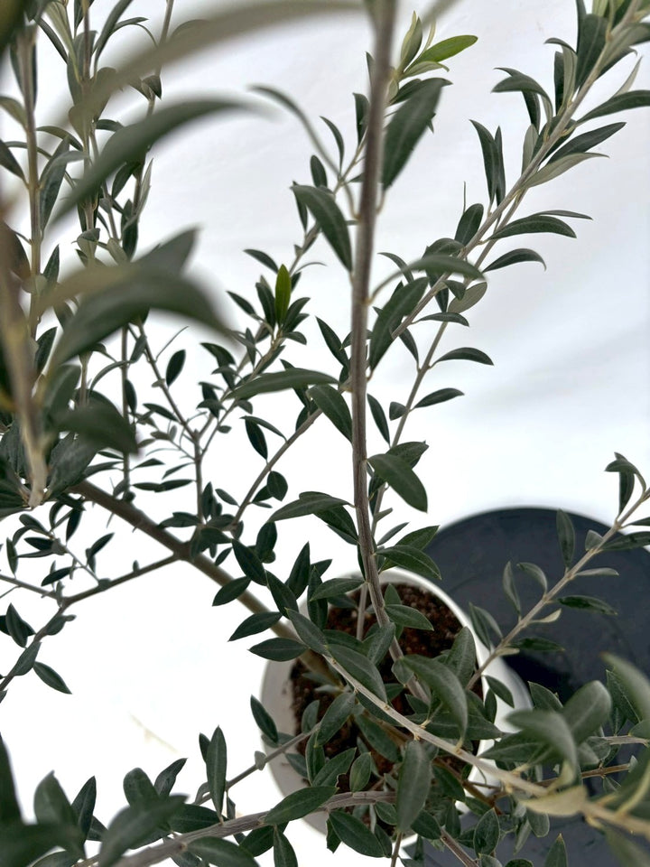 NEWセントキャサリン（オリーブの木）｜Sサイズ｜NO.10926｜約115cm