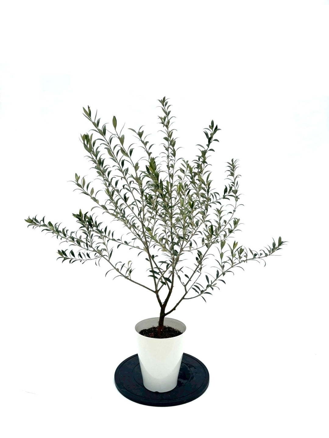 NEWセントキャサリン（オリーブの木）｜Sサイズ｜NO.10927｜約115cm