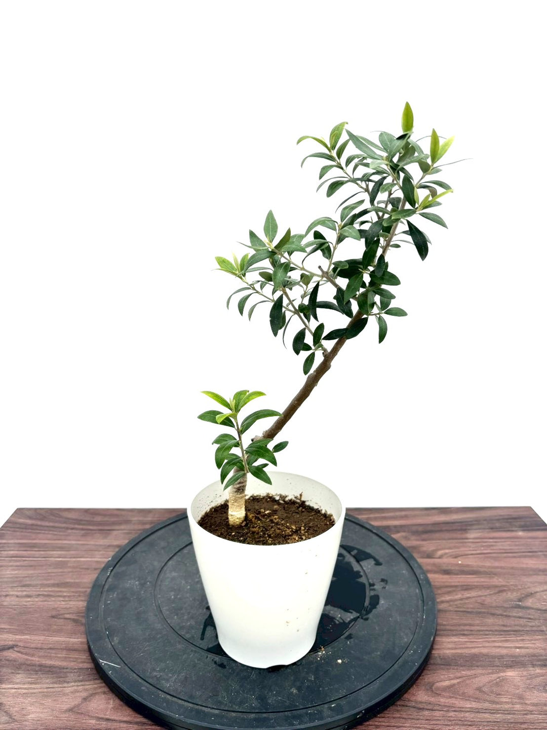 オリーブの木（全商品）｜写真の木をそのままお届け［現品販売］｜鶴亀