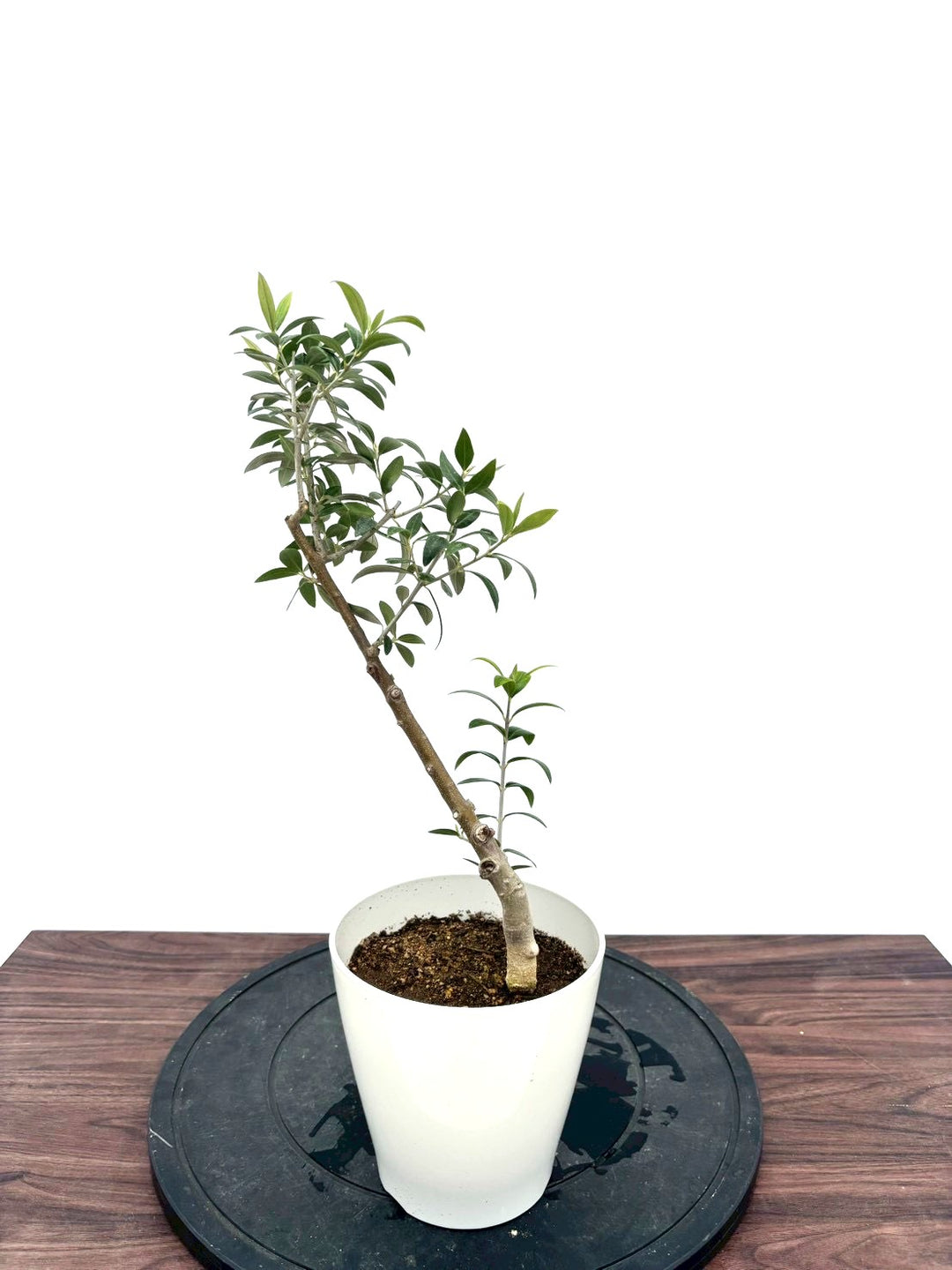 NEWセントキャサリン（オリーブの木）｜XXSサイズ｜NO.10928｜約50cm